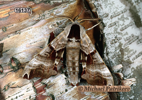 Twin-spotted Sphinx (Smerinthus jamaicensis)